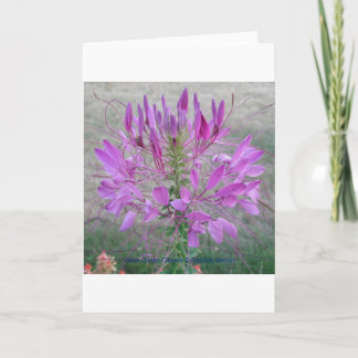 Violet Queen Cleome Kort