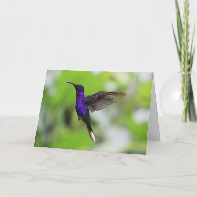 Violet Sabrewing Hummingbird Card Kort (Framsida)