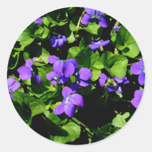 Violet Stickers Runt Klistermärke