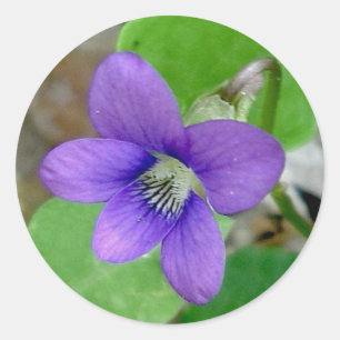 Violet Stickers Runt Klistermärke
