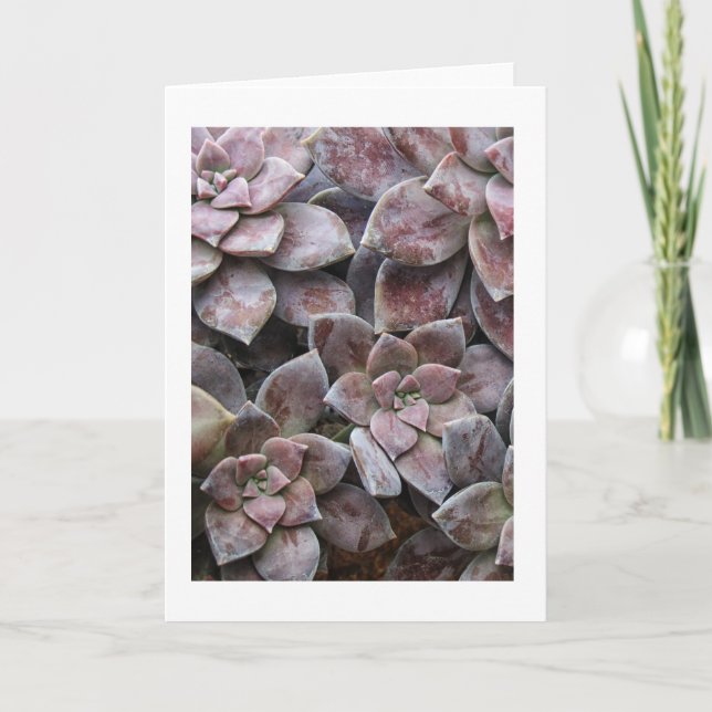 Violet Succulous-delight Kort (Framsida)
