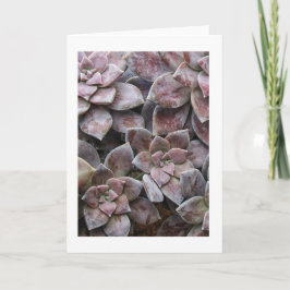 Violet Succulous-delight Kort