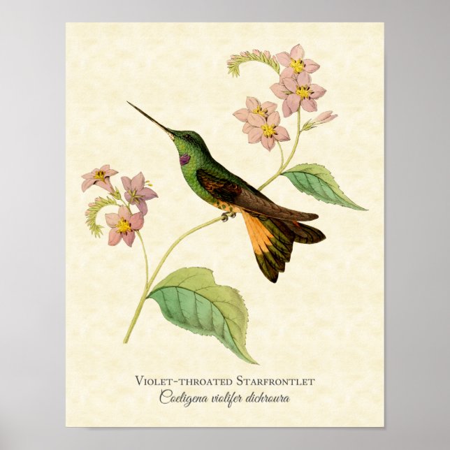 Violet-throated Starfronlet Hummingbird Art Print Poster (Framsidan)