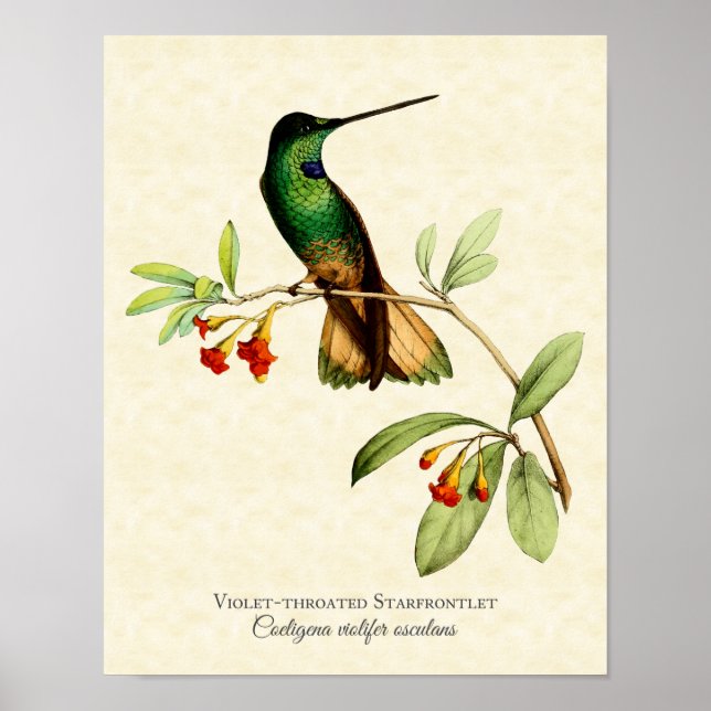 Violet-throated Starfronlet Hummingbird Art Print Poster (Framsidan)