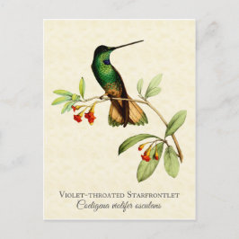 Violet Throme Hummingbird Vintage Art Vykort