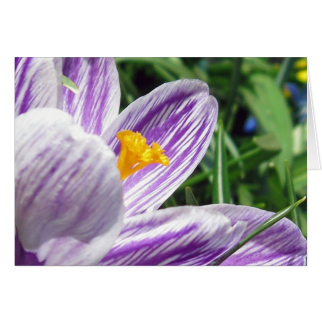 Violet vår crocus hälsningskort (Framsidan Horizontal)