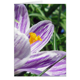 Violet vår crocus hälsningskort