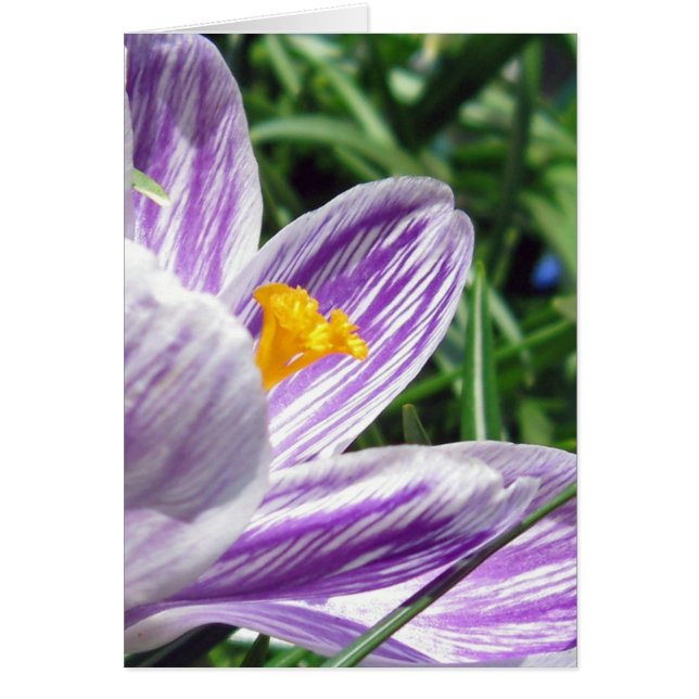 Violet vår crocus hälsningskort (Framsidan)