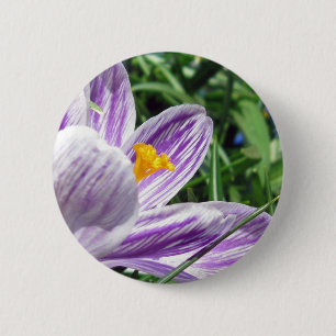 Violet vår crocus knapp