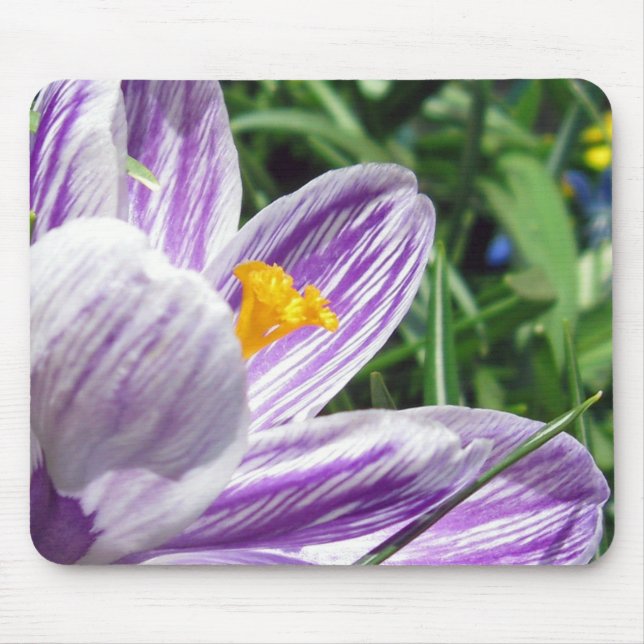 Violet Vår Crocus Musmatta (Framsidan)