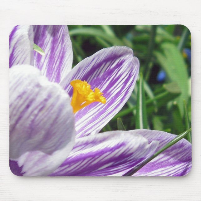 Violet vår crocus musmatta (Framsidan)