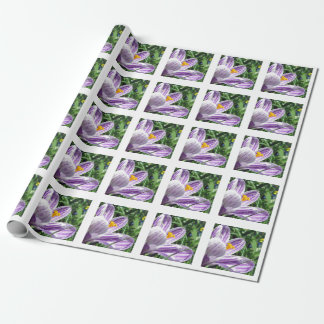 Violet vår crocus presentpapper