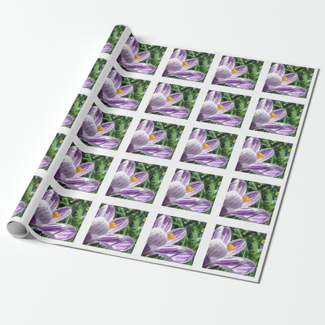 Violet vår crocus presentpapper (Utrullad)