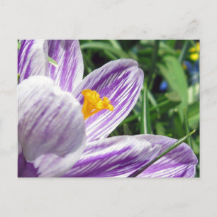 Violet vår crocus vykort