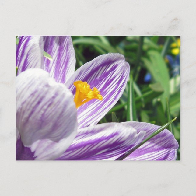 Violet vår crocus vykort (Framsida)