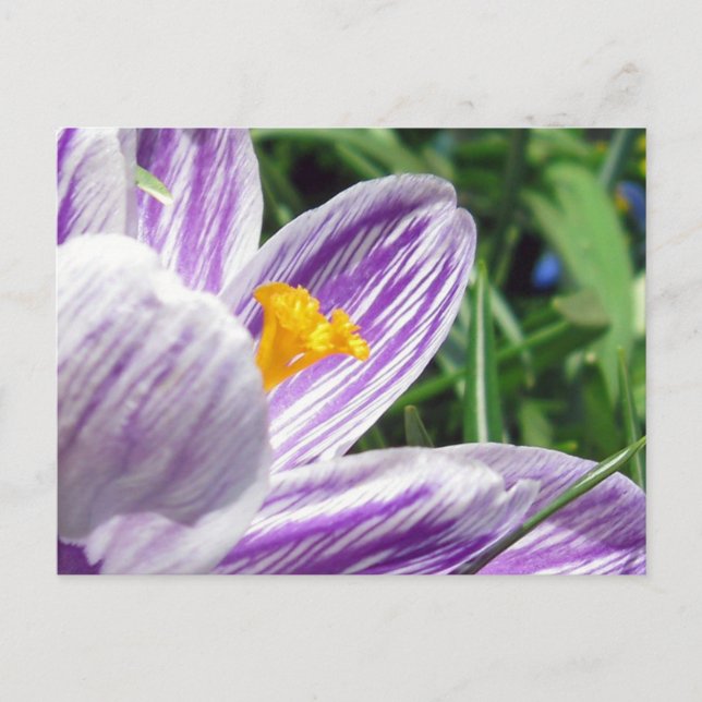 Violet Vår Crocus Vykort (Framsida)