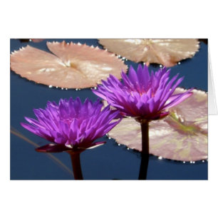 Violet Vatten Lilies Hälsningskort