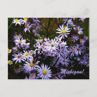 Violet Vild Aster Vykort