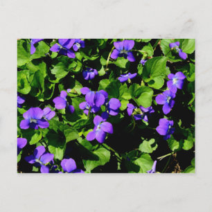 Violet vycard vykort