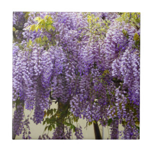 Violet Wisteria Flowers Kakelplatta