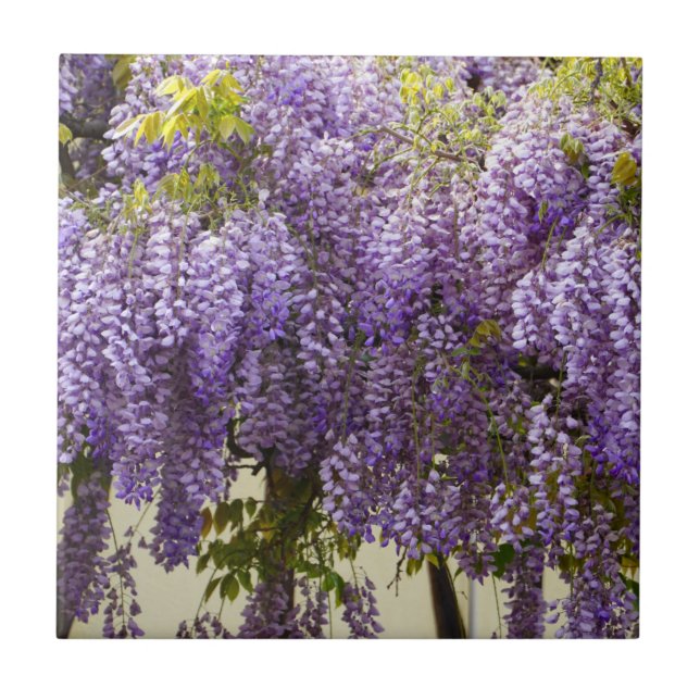 Violet Wisteria Flowers Kakelplatta (Framsidan)