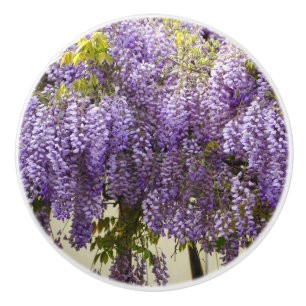 Violet Wisteria Flowers Knopp