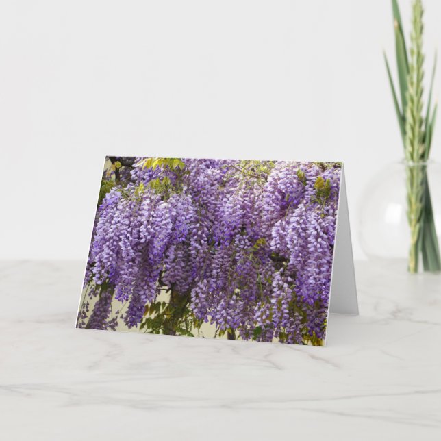 Violet Wisteria Flowers Kort (Framsida)