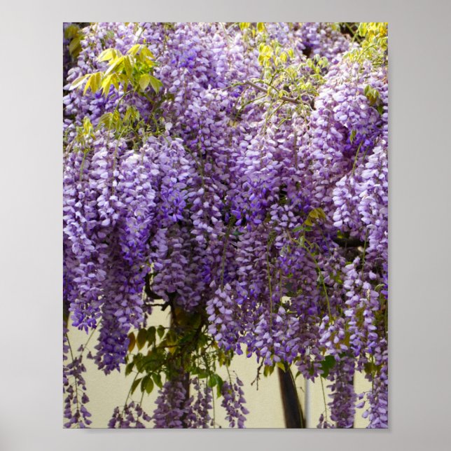 Violet Wisteria Flowers Poster (Framsidan)