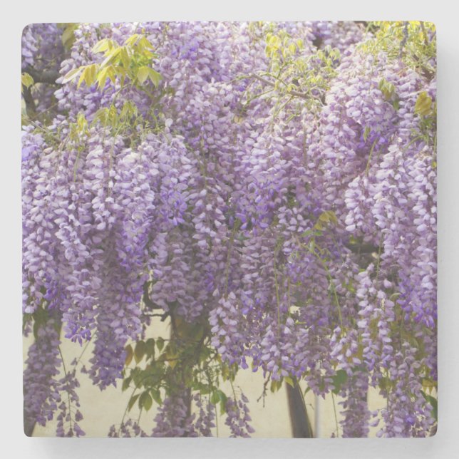 Violet Wisteria Flowers Stenunderlägg (Framsidan)