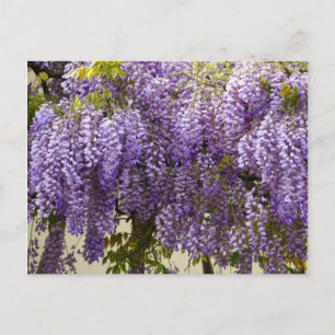 Violet Wisteria Flowers Vykort