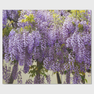 Violet Wisteria Presentpapper