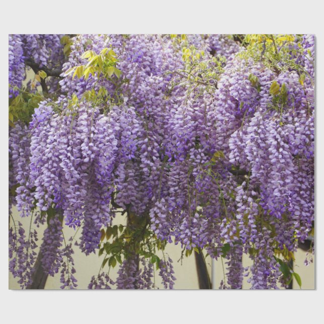 Violet Wisteria Presentpapper (Platt)