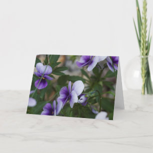 Violets Kort
