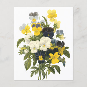 Violets och Pansy Flowers Botanical Art Flygblad