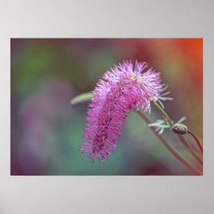 Violett ängsblomma poster