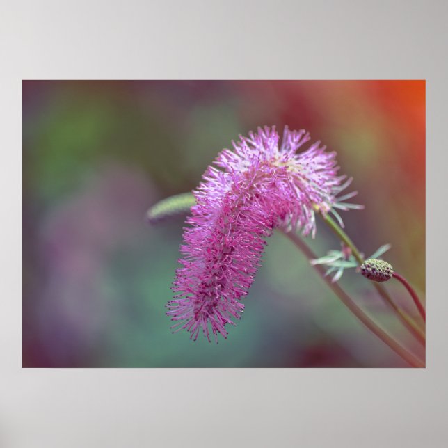 Violett ängsblomma poster (Framsidan)
