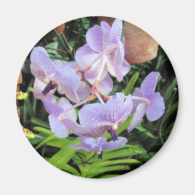 violett blomma magnet (Framsidan)