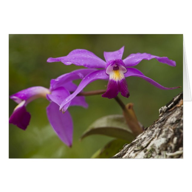 Violett Cattleya Orkidé Cattleya violacea) Hälsningskort (Framsidan Horizontal)