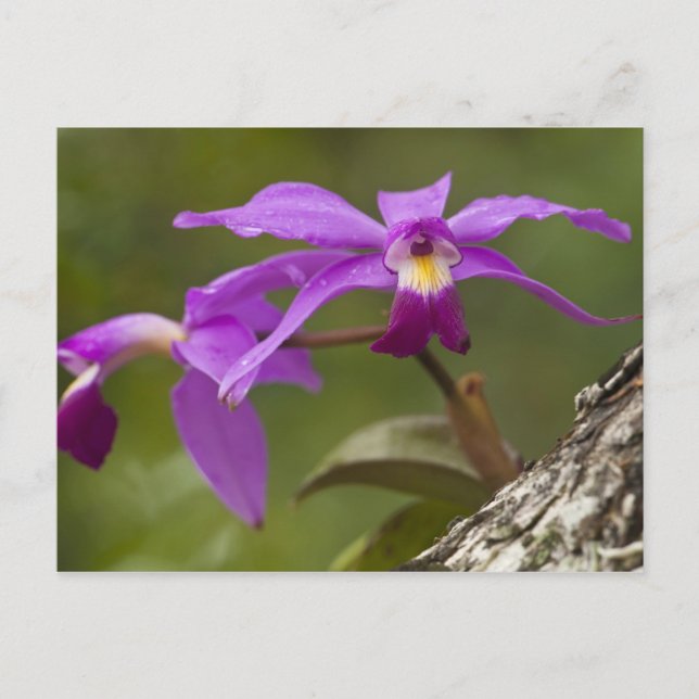Violett Cattleya Orkidé Cattleya violacea) Vykort (Framsida)