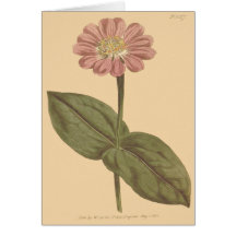 Violett Färgad Zinnia-Illustration