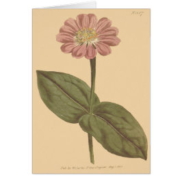 Violett Färgad Zinnia-Illustration Hälsningskort