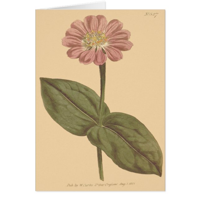 Violett Färgad Zinnia-Illustration Hälsningskort (Framsidan)