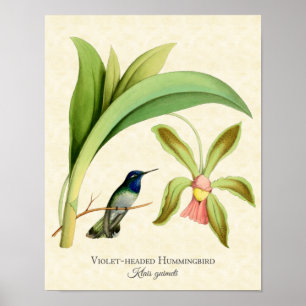 Violett hövdat Hummingbirdkonsttryck Poster