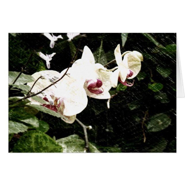 Violett kort (Framsidan Horizontal)