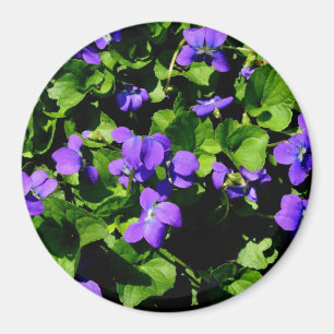 Violett magnet