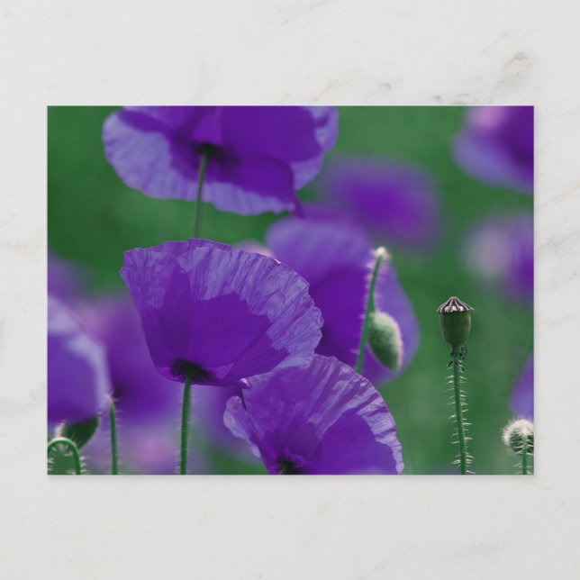 violett Mohn Art Vykort (Framsida)