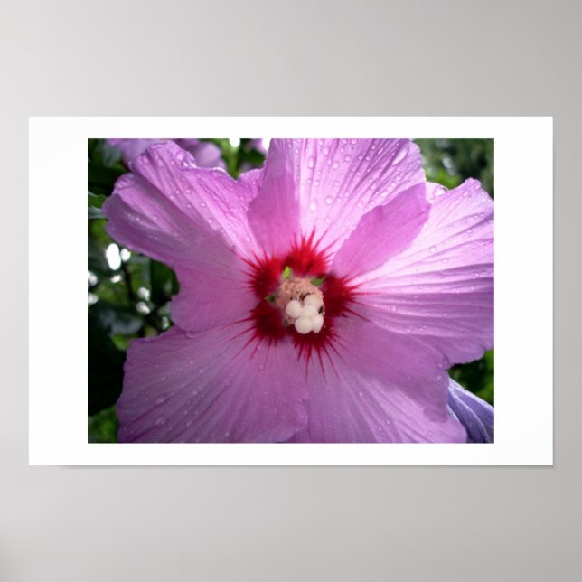 violett poster (Framsidan)