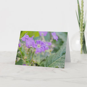 Violett Vildblomma Lila Pelargon Floral Foto Kort