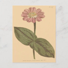 Violett Zinnia-illustration Vykort