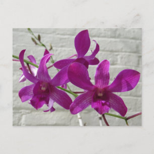 Violetta exotiska orkidéblommor vykort